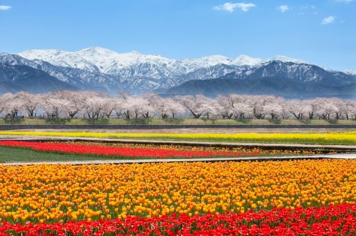 朝日町の桜