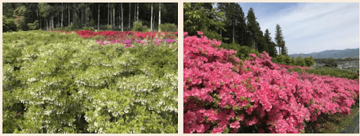 岐阜県池田町 四季の植物