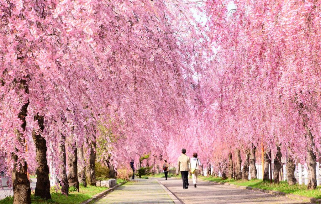 喜多方市のしだれ桜