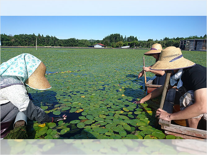 秋田県三種町 じゅんさい沼