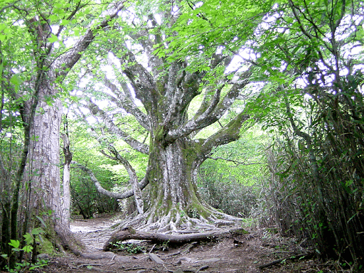 大川村のブナの原生林