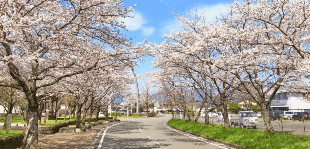 湯前町の桜