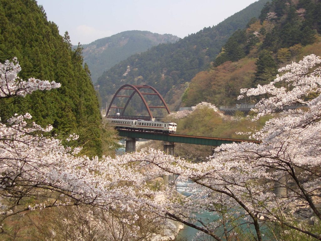 下呂市の桜