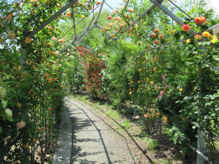 埼玉県川島町 日本一長いバラのトンネル