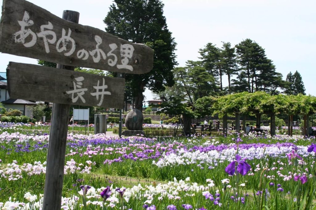 長井あやめ公園
