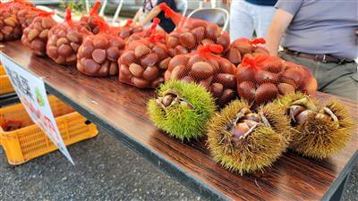 熊本県山江村　やまえ栗まつり