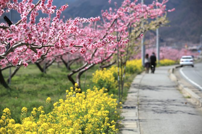 山梨市の桃源郷