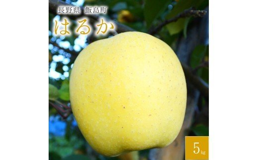  【桃沢晴香園】 はるか （りんご　5kg）（ご
