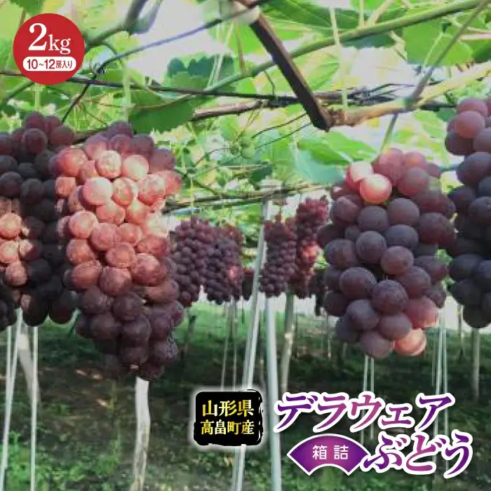 ＜先行予約＞令和4年産デラウェアぶどう約2kg(10～12房) F20B-311