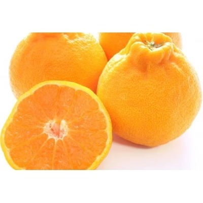 【秀品】和歌山有田のデコポン!約5kg