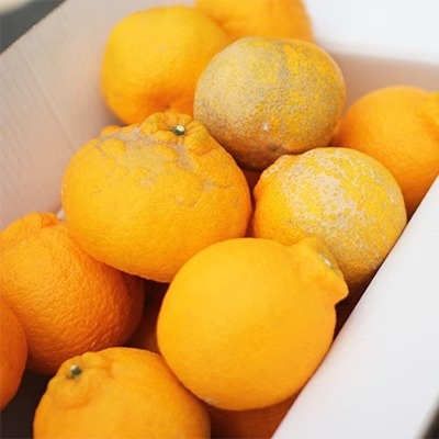 農家の休憩デコ(C品7kg)