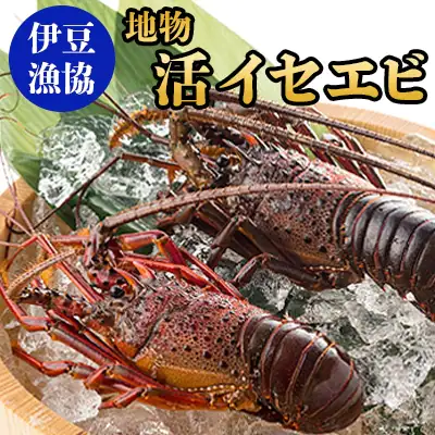 【さとふる限定】<伊豆漁協>地物　活イセエビ　A”>
</picture></figure>
<div class=