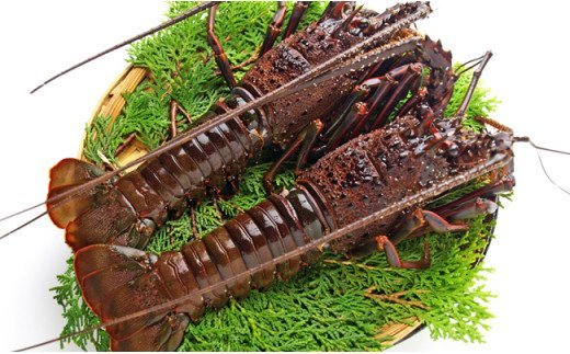 C01-207 活〆冷凍伊勢海老 1.2kg