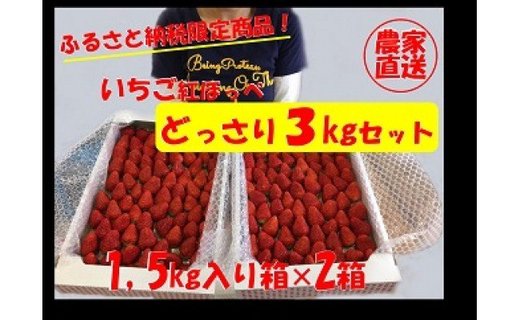 ふるさと納税限定！いちご紅ほっぺ朝摘み3kgセット