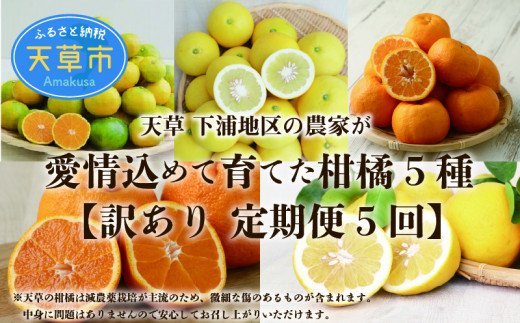 【訳あり 定期便5回】天草 下浦地区の柑橘5種