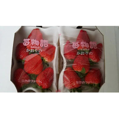 佐賀県産 大粒「かおりのイチゴ」250g×2p