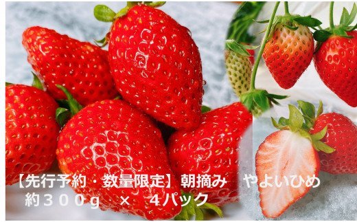 【先行予約】【数量限定】 朝摘み やよいひめ 約300ｇ×4パック
