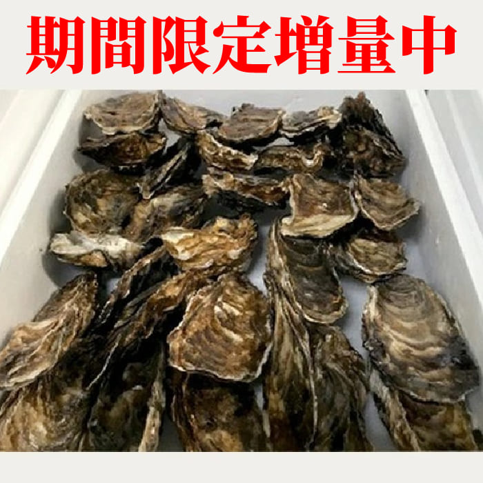 【期間限定増量中】生牡蠣 中サイズ 約3～3.5
