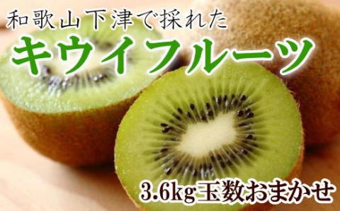 和歌山の下津で採れたキウイフルーツ約3.6kg