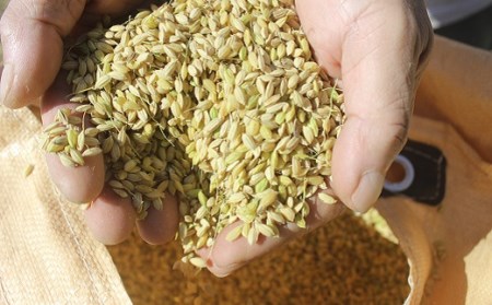 特別栽培メダカ米(玄米)［1158］