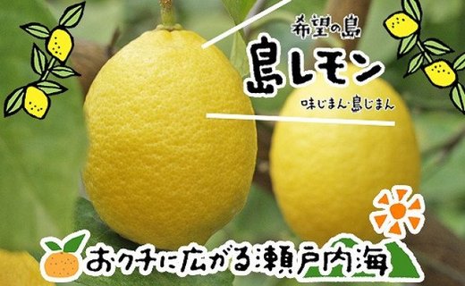 希望の島 レモン 3kg 愛媛 中島産