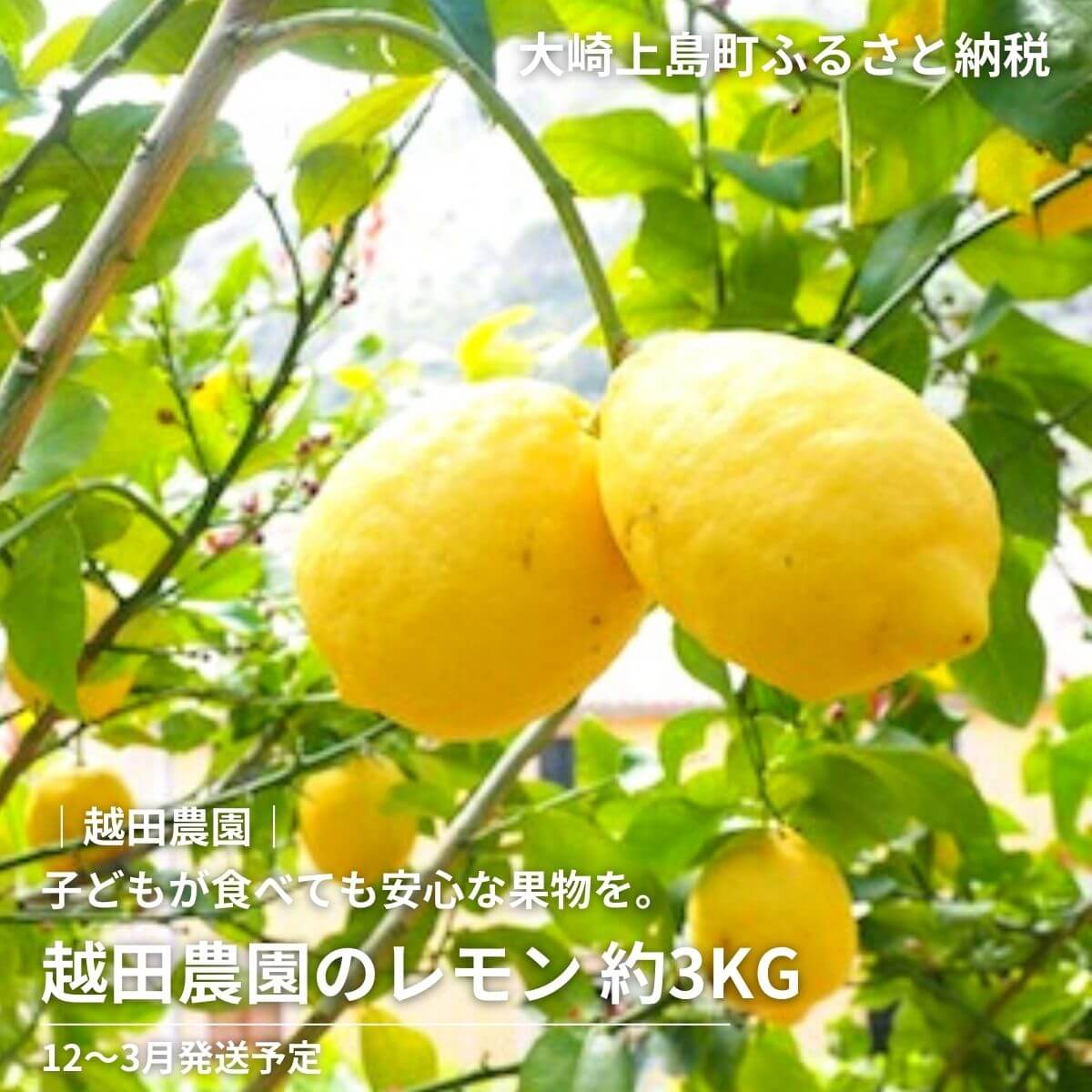 越田農園 レモン 約3kg 広島県 大崎上島町 