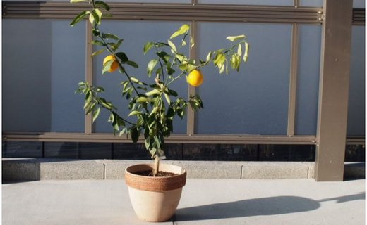 レモンの木鉢植え（大きめサイズ）テラコッタ鉢
