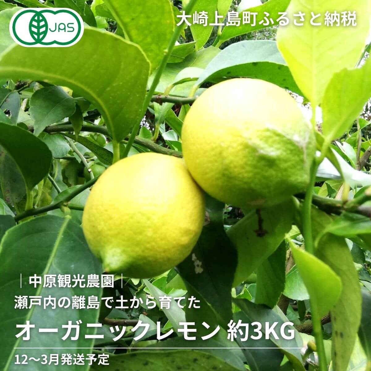 中原観光農園 オーガニックレモン 約3kg
