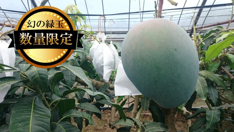 幻の緑玉 大宜味村キーツマンゴー【数量限定・2022年発送】