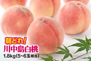朝どれ！桃　川中島白桃　1.8kg　5-6玉