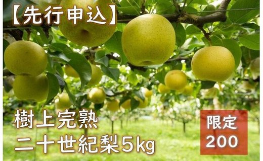 樹上完熟二十世紀梨 5kg(12個～16個)（2