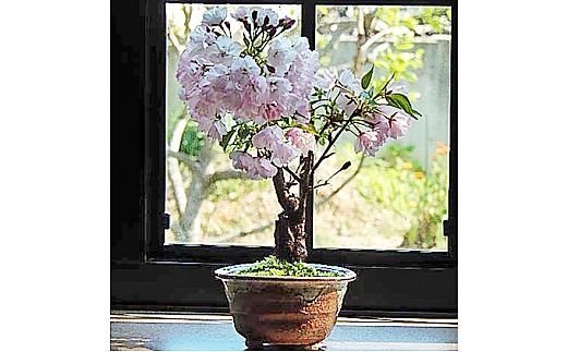 【2636-0101】【例年4月頃開花】桜盆栽