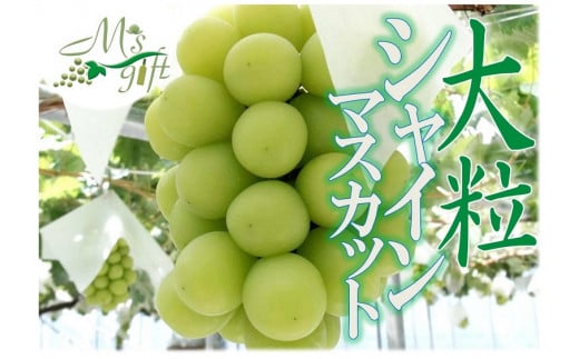 【2022年先行予約】甲州市産厳選大粒シャインマス