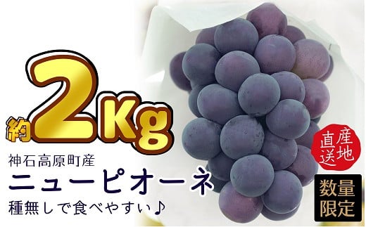 【神石高原町産】ニューピオーネ約2kgセット【数量限定2022年予約】※寄付金の使い道を選択メニューにて「ｎ ｉ ｎ ａ 神 石 高 原」を選択してください。