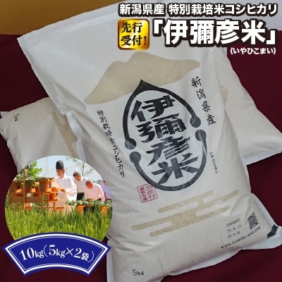 令和3年産　特別栽培米コシヒカリ「伊彌彦米」10