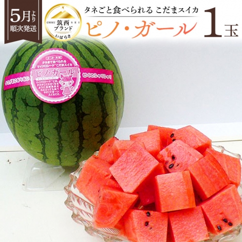 タネが気にならない こだまスイカ ピノ・ガール 1玉