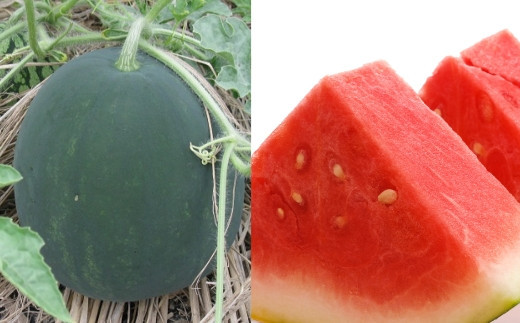 黒皮（深緑）種なしスイカ　１玉（７ｋｇ以上）