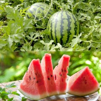 プレミアムスイカ　2L×2玉