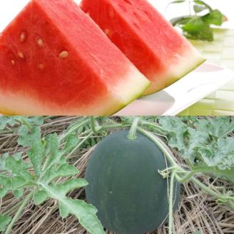 黒皮（深緑）種無しスイカ