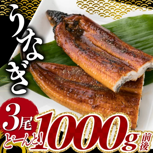 うなぎの蒲焼３尾（計１，０００ｇ前後）『１～２ヶ月前後でお届け！！』